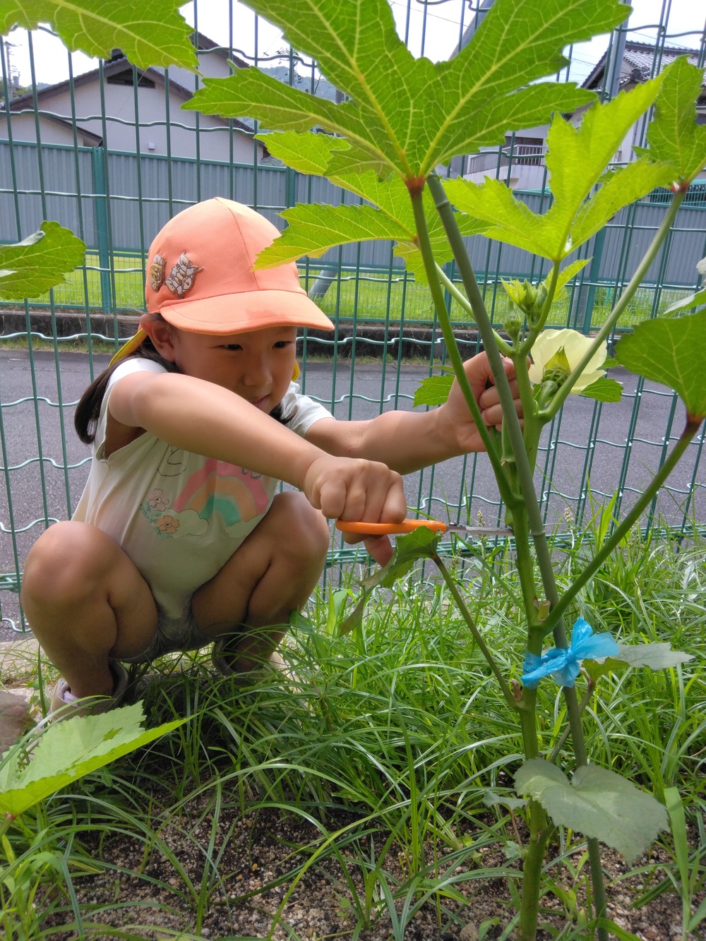夏野菜の収穫の様子３