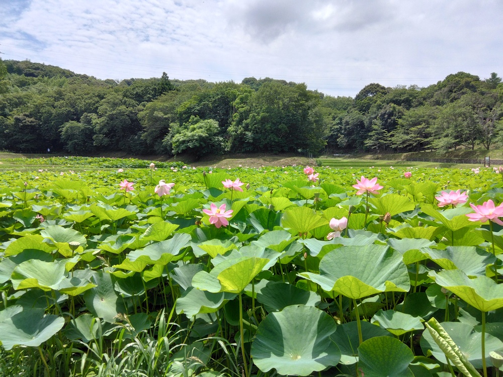 ふくふく広報