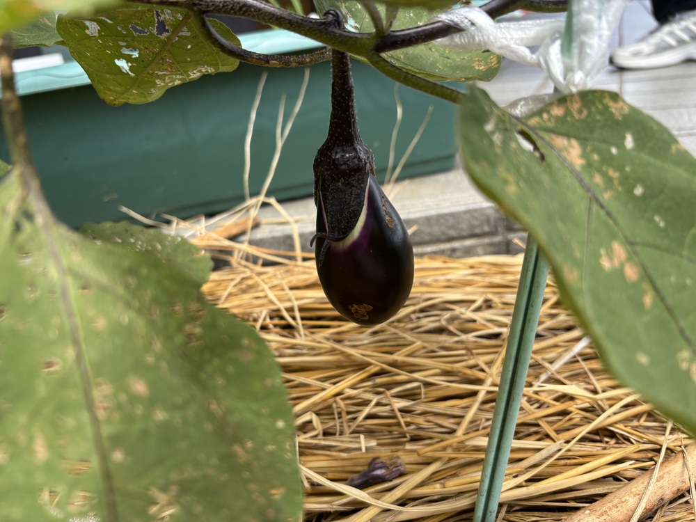 野菜