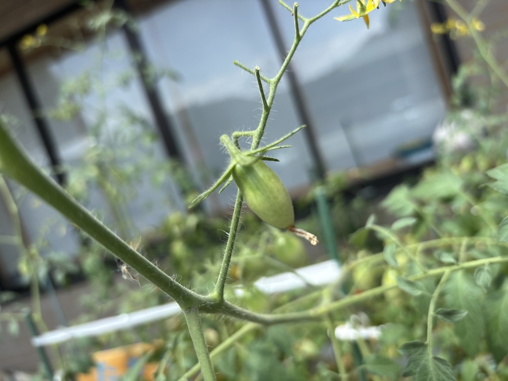 野菜