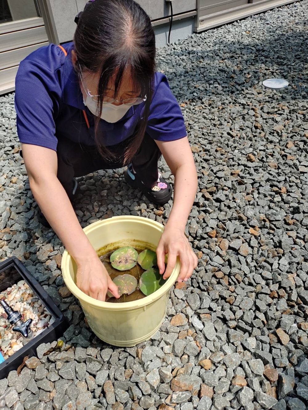 古代ハス