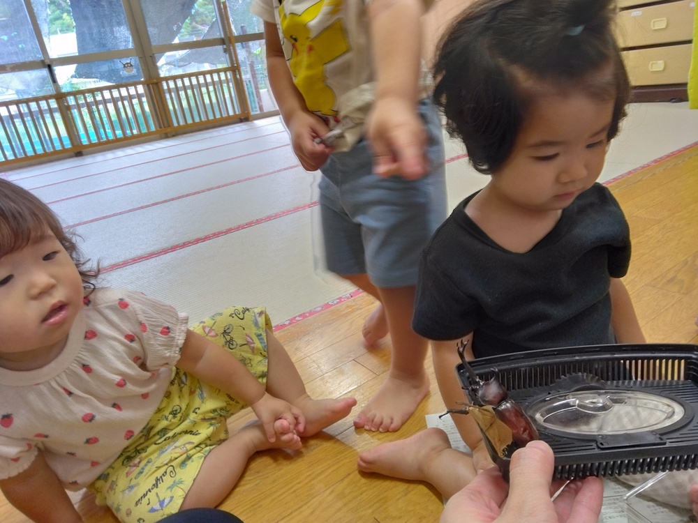かぶとむしを見ている様子 (2)
