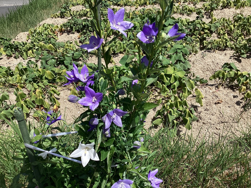中庭の花