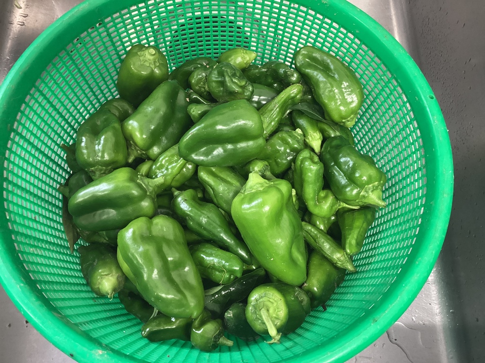 夏野菜4