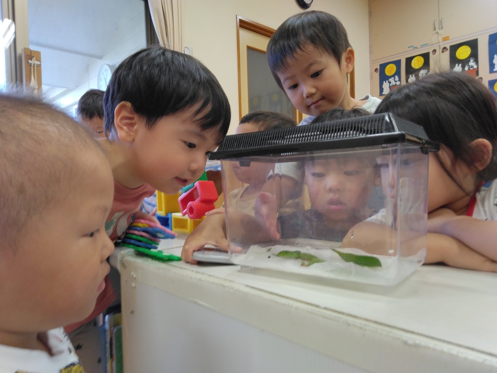 幼虫 (1)