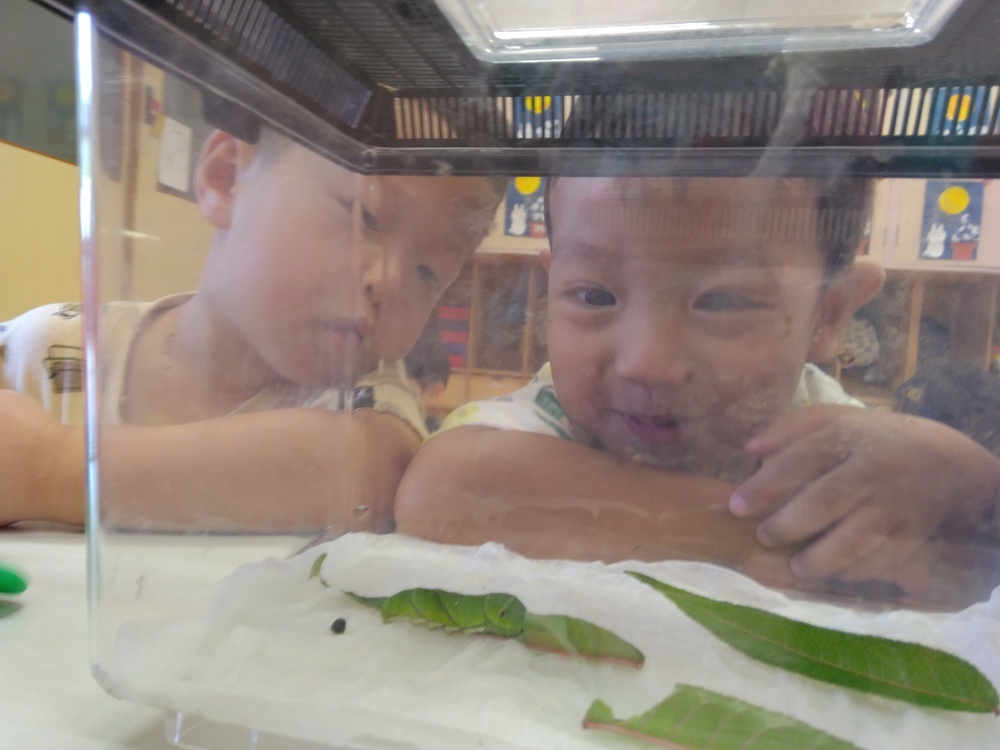 幼虫 (2)