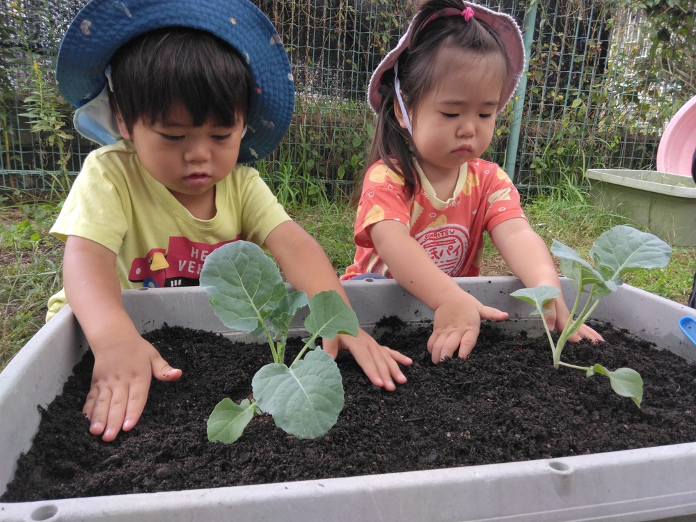 苗を植えている