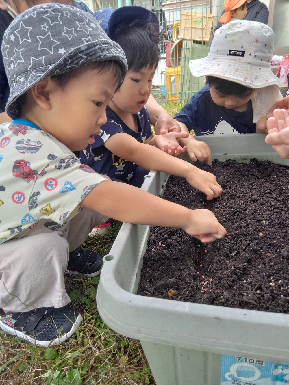 苗を植えている