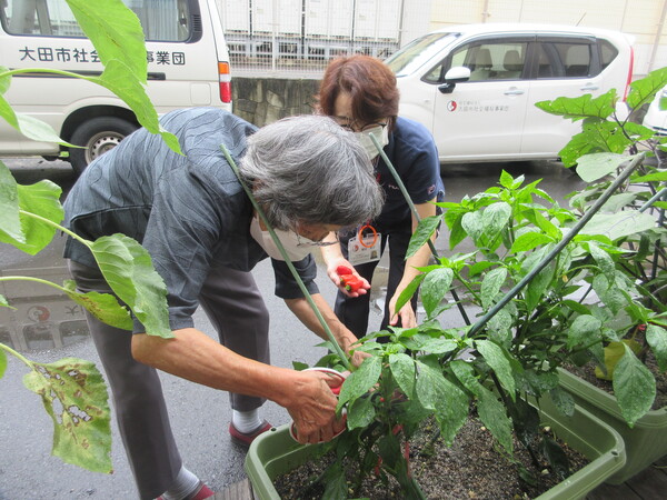 野菜を収穫している様子