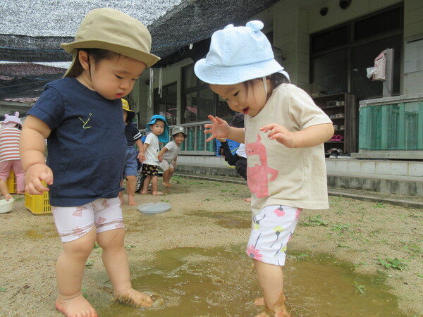 水たまりに入っている