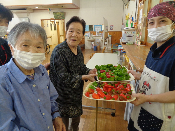 野菜収穫