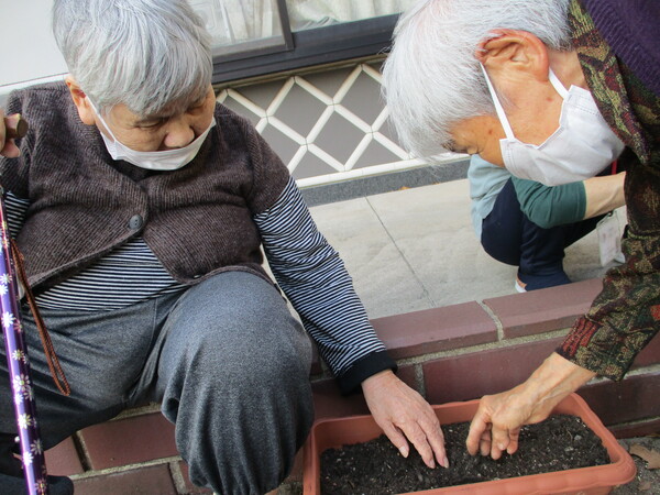 ほうれん草種植え