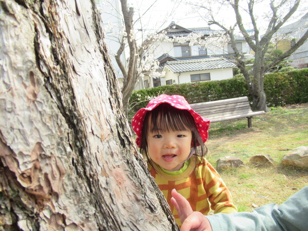 木の横から顔を出している