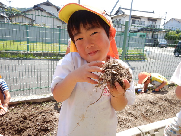 大きな根っこを持つ