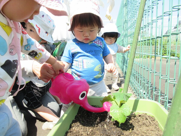 野菜の苗を植える様子