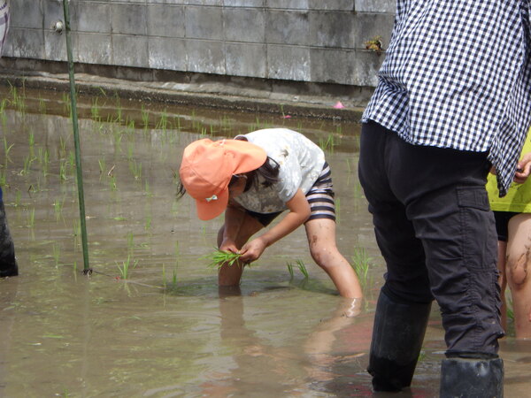 田植え