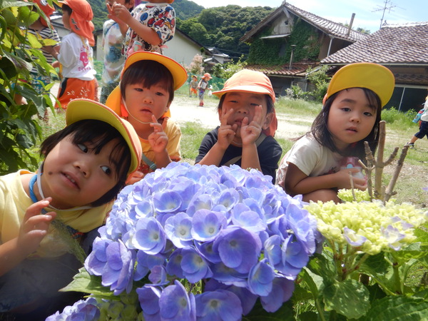 紫陽花