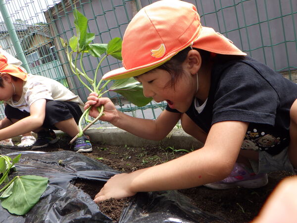 苗植え