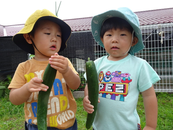 野菜の収穫 (2)