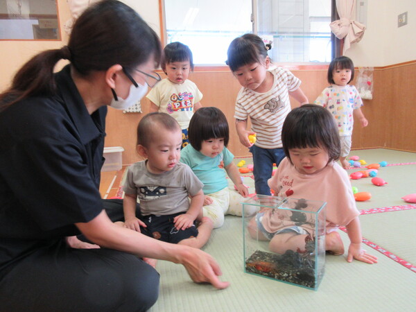 カニ観察の様子