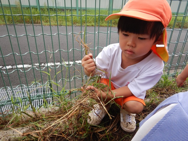 草を抜く子ども