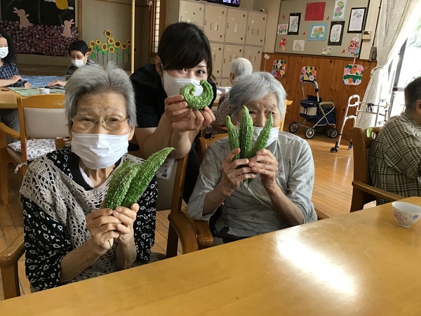 ゴーヤ収穫