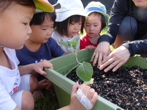野菜の苗植え (7)
