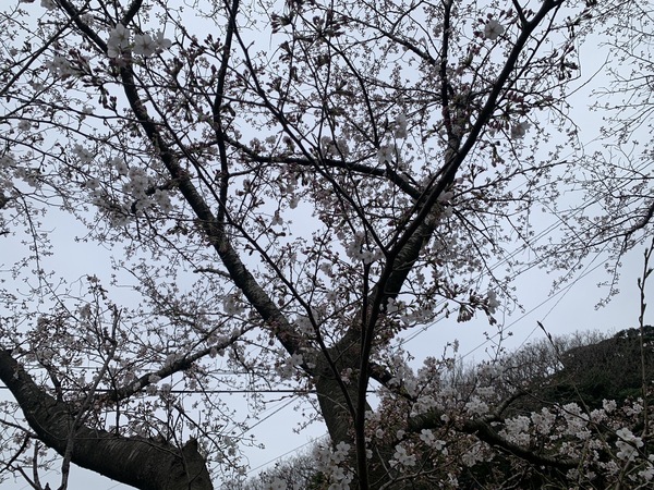 桜