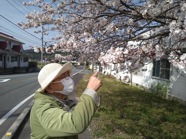 お花見