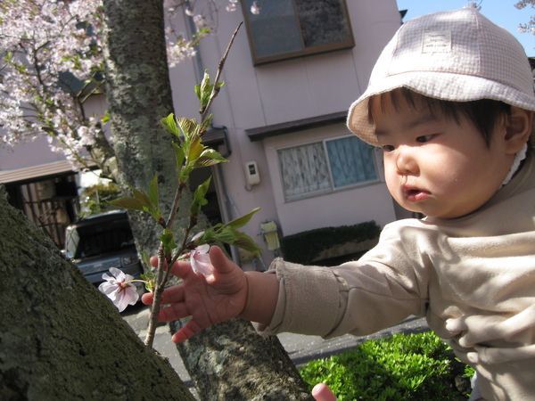 桜に手を伸ばしている１