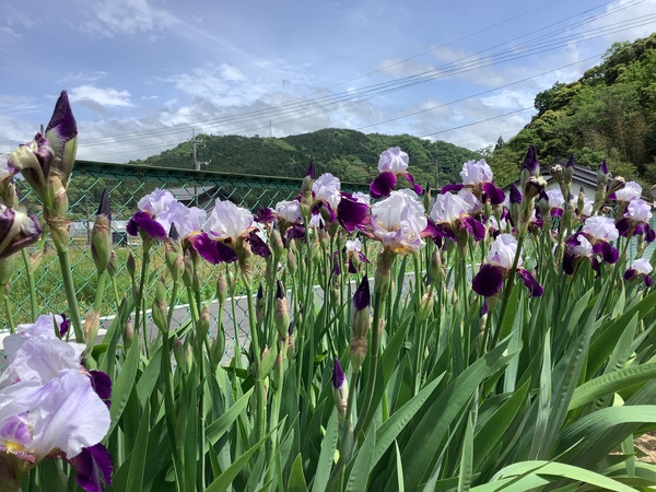 あやめ