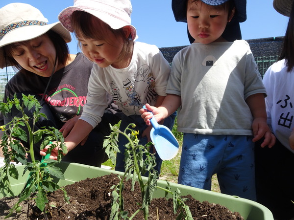 野菜の苗植え (3)