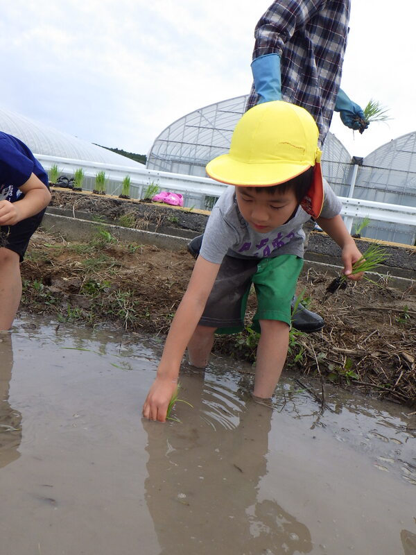 田植え体験