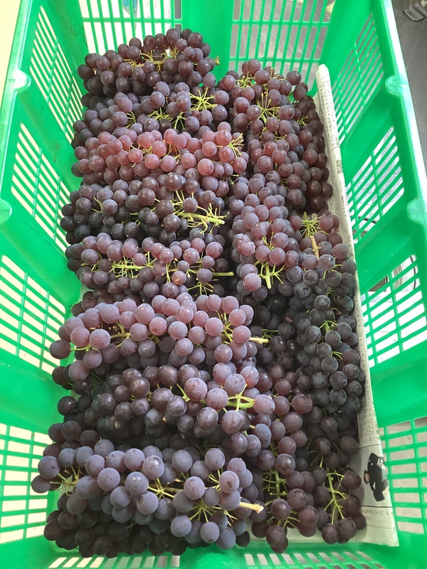 初物5