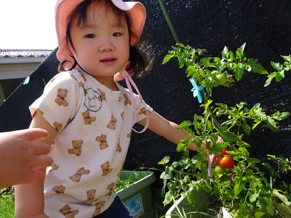 野菜の観察 (1)