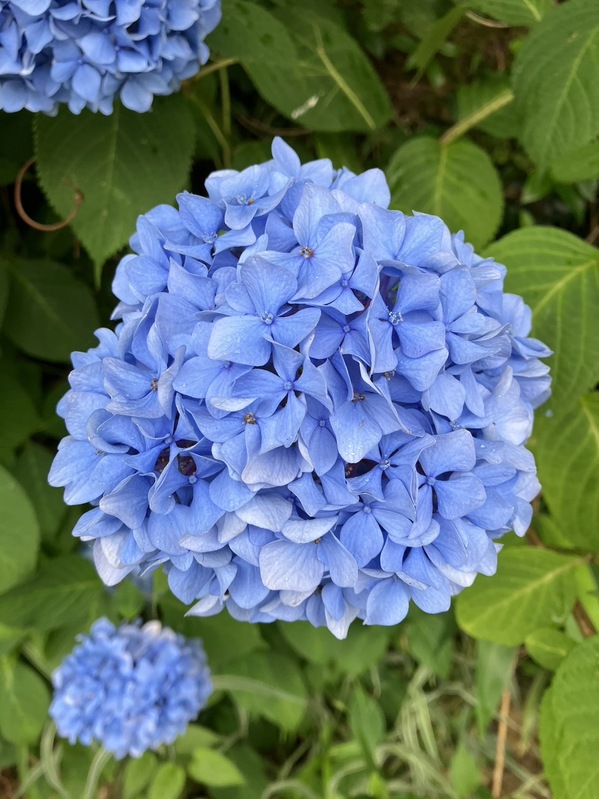 紫陽花2