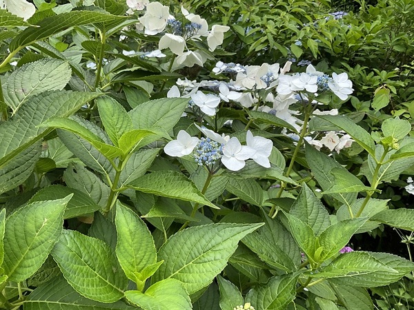 紫陽花2