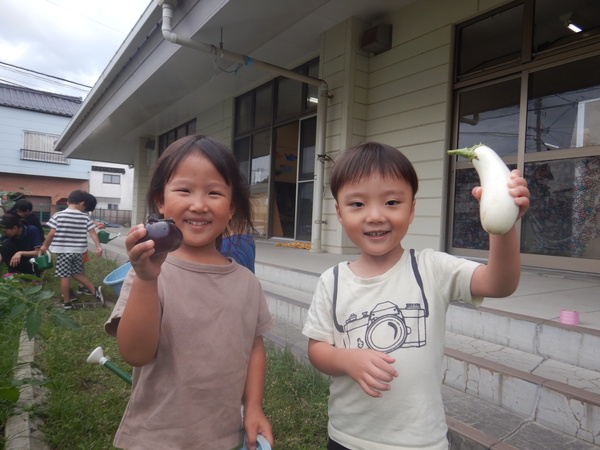 夏野菜の収穫