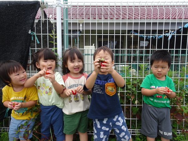 野菜を収穫する子ども (3)