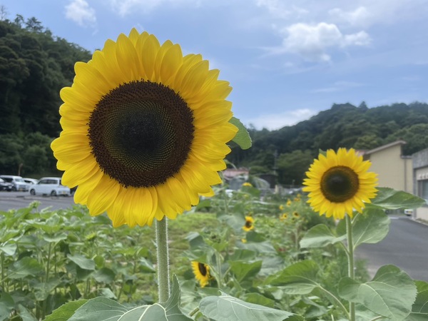 ひまわり