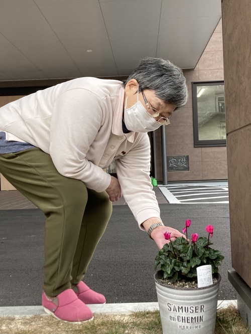 シクラメン世話
