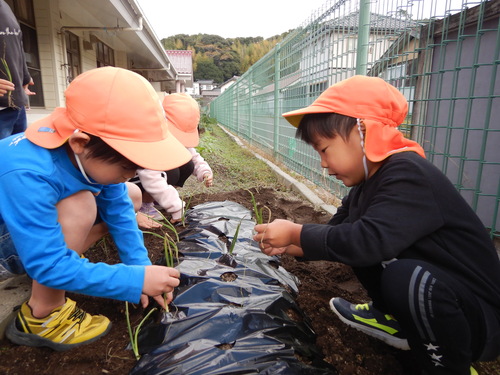 苗植えの様子 (1)