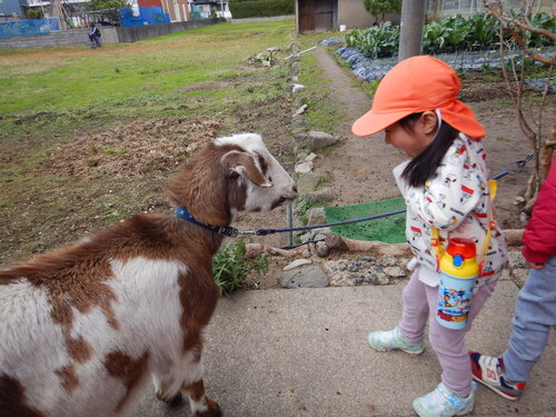 ヤギのめぇ太くんに会いに行った様子 (3)