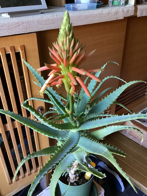 アロエの花
