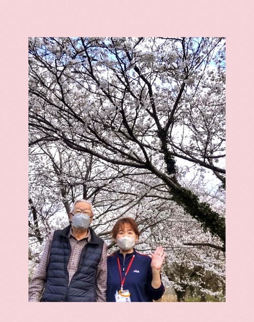 さくら