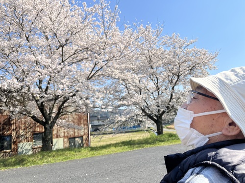 利用者さんと桜
