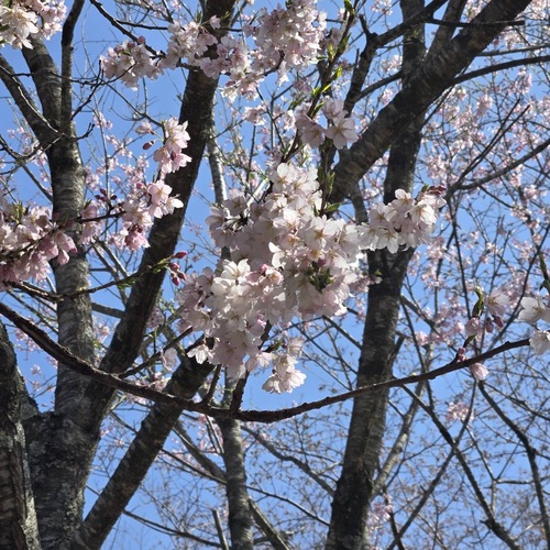 花見