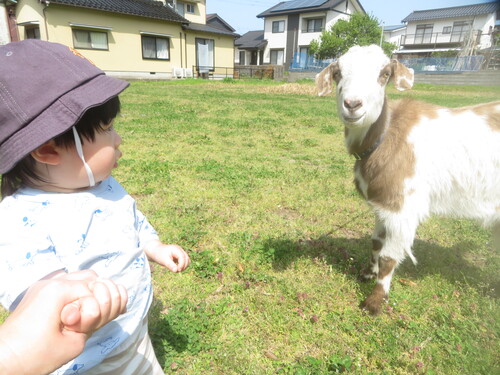 ヤギを見た様子 (3)