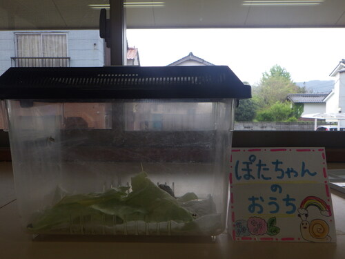 カタツムリ