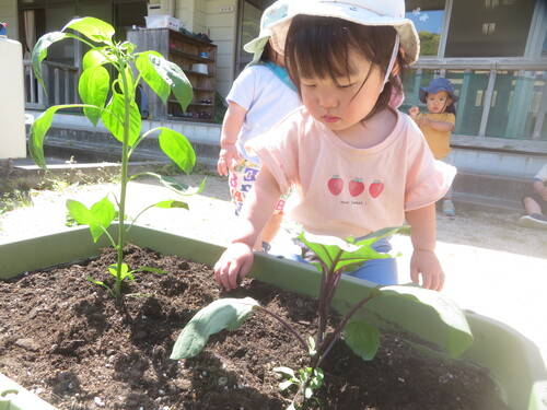 野菜の苗植えの様子 (5)
